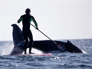 jm-whales jm-whales